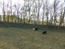 Staaken