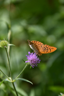 Schmetterling 2622
